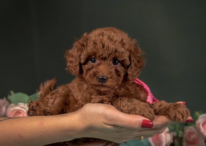 Toy poodle red brown Kore mini yavrularımız